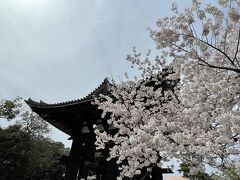 奈良で桜を見る春旅。