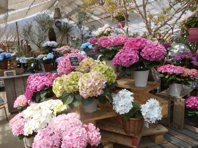 　茨木市の北部にはユニバーサル園芸社が運営しているthe Farm UNIVERSALがある。いちご狩りをしたり、ヤギと触れ合える。また、ハーブ、かんきつ類、観葉植物、花の苗木などを展示販売している。自転車で通りかかったのでちょっと立ち寄ってみた。好天の休日ということで人が多かったが平日はすいているらしい。コロナのご時世なので平日にじっくり回った方がいいと思う。<br />　ここから彩都のほうへ自転車で走ったが、直線でぐんぐんと登る楽しい道がある。その先には開放感があふれる公園がある。さらにここから下ると一等水準点がある。大阪市の堤防の高さを決める基準となっている水準点だ。