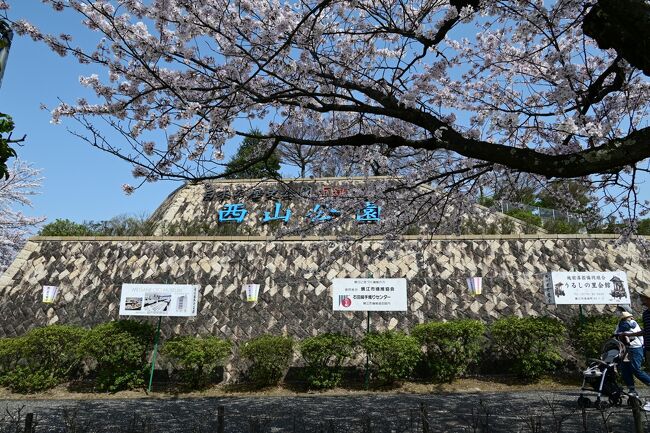 レッサーパンダに会うために行った西山公園は、桜満開で思わぬ花見となりました。つつじは凄く多いなと思っていましたが、桜がこれ程あるとは気がつかなかったのでとても得をした気持ちです。動物園の後、展望台まで登って見渡すと立派なお寺が目に付きました、帰りによって見ました。