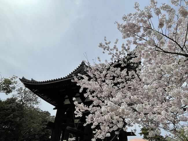 お越しいただきありがとうございます!(^^)!<br /><br />本来は2020年の計画だった桜の時期の、京都奈良旅行。<br />改めて2021年4月初旬に計画をしましたが桜の開花が早い!と聞いて慌てて1週間繰り上げての旅となりました。<br /><br />桜観光を2編、ホテル3編の長い旅行記になる予定です。お時間のあるときにお付き合いください(^^♪<br /><br />(旅グループって30旅(笑)までなんですねー、夫婦旅がまさかの30超えで新しい旅グループを作りました)<br />
