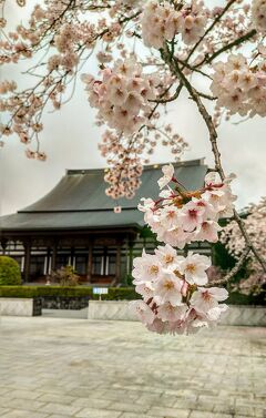 甲斐・駿河の桜(その5)