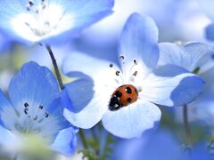 Sky Blueのネモフィラに癒され♪色とりどりのチューリップ達からパワー充填ヽ(´▽｀)/　ひたち海浜公園へ Let's Go!！！