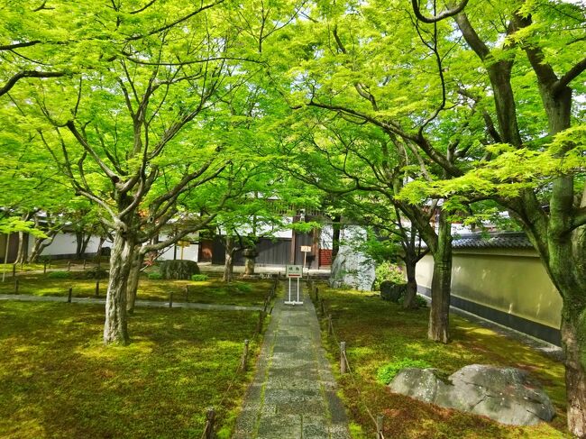 楓が美しい黄梅院を春と秋の特別拝観に訪れました。<br />生まれたばかりの柔らかな青もみじの頃と <br />紅葉の秋です。<br />