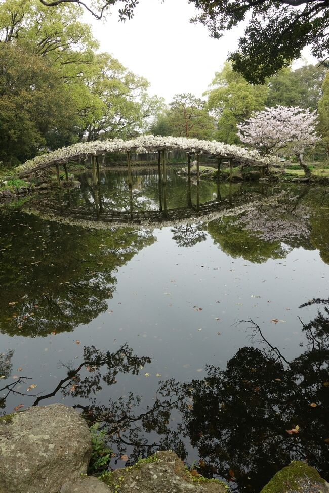 春なのに～春なのに～ため息また一つ～<br />武漢病の蔓延で今ひとつウキウキ感がない春です。<br /><br />じゃあ、春に会いに行こう！<br /><br />というわけで急遽春の似合う愛媛に行くことにしました。<br /><br />愛媛に行くのは学生時代以来だから40年ぶりくらい。<br />その時見た海の色や風景とか穏やかな人々の印象が自分の中に残っていて春が似合う愛媛になったわけです。<br /><br />変わっているのか、いないのか？<br />変わったのは老けた自分だけ？<br /><br />そんな厳しい現実を見つめないように<br />春の愛媛でお城巡りをしましょう。<br />タイミングが合えば桜も楽しみましょう。<br />ちょっぴり瀬戸内海の風情も楽しんでみたい。<br />復活した名物駅弁も食べたい。<br /><br />そんな欲張りの旅です。<br /><br /><br />時節柄武漢由来の病の対策は万全にしました。<br />マスク手袋と機内や車内はオーバーグラスを着用。<br />食事は基本ホテルの部屋でとる。<br />外食の場合は店内が空いているとか空間にゆとりがある場所に限ることとした。<br />移動は乗り物好きなので公共交通機関を利用した。