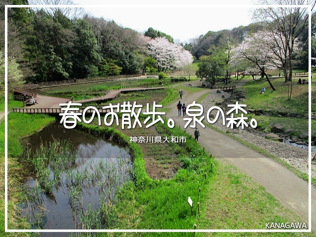 春のお散歩 泉の森 大和 神奈川県 の旅行記 ブログ By ほわほわわかな さん フォートラベル