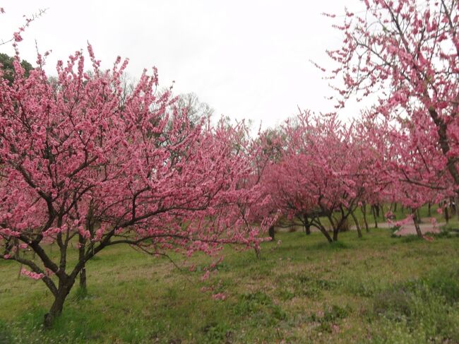 桃が満開と友に誘われ古河の公方公園へ。ついでに桜や菜の花のお花見もと出かけました。
