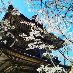 シニアトラベラー！花の寺「吉祥寺」満喫の旅!!