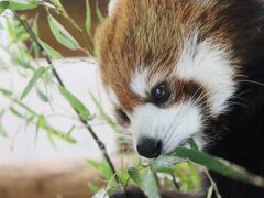 余韻の桜と花の埼玉こども動物自然公園（前編）エコハウチュー解禁！～グンディの赤ちゃんやビスカチャカップルやお部屋レッサーパンダのみやびちゃん