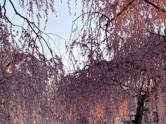 桜　桜　桜福島は