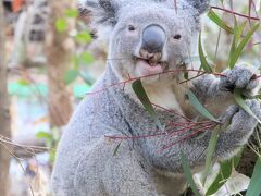 余韻の桜と花の埼玉こども動物自然公園（東園）お外のコアラのピリーくんに会いたい！～出勤は５分の差で逃す＆クオッカ４頭や谷のカモシカ親子