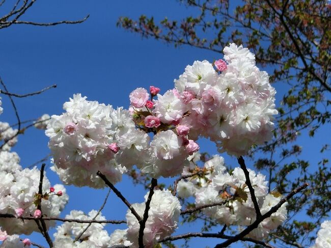 大阪万博記念公園の北西約４ｋｍくらい離れたところにある「青山台」という住宅地の道路脇に多くの「サトザクラ（里桜）」が咲いていました。<br />今から数年前、スポーツ・ジムで知り合った友人から”青山台の住宅地に多くの「サトザクラ」が咲いている”との情報が入り、２０１７年まで数回花見物で訪れたことがあります。<br />以降、ご無沙汰していましたので、４年振りに「サトザクラ」を見たくて出かけてきました。久しぶりに見た「サトザクラ」は以前より、もっと、もっと、綺麗に咲いていました。<br /><br />そのような「サトザクラ」見物ですが、一見して楽しんでいただければ有難く思います。<br /><br />〈サトザクラ（里桜）の豆知識〉<br />「サトザクラ（里桜」は、主に観賞用に「オオシマザクラ（大島桜）」を基にして、「ヤマザクラ」「エドヒガン」「カスミザクラ」「マメザクラ」などを掛け合わされた園芸品種の総称で種類が多くあります。<br />「サトザクラ」の歴史は、人々がサクラを庭に植え始めた平安時代からと言われ、その後、交配が続きました。現在では、２００種以上の「サトザクラ」が誕生していて、「オオシマザクラ」の影響が大きいと言われています。<br /><br />※残念ながら現地では、品種名の看板が非常に少なかったので、「旅行記」に記載している品種名は、ネットで調べて記入しています。そのため、正しい品種名もあれば、間違った品種名もあると思います。間違っていましたら、ご了承ください。