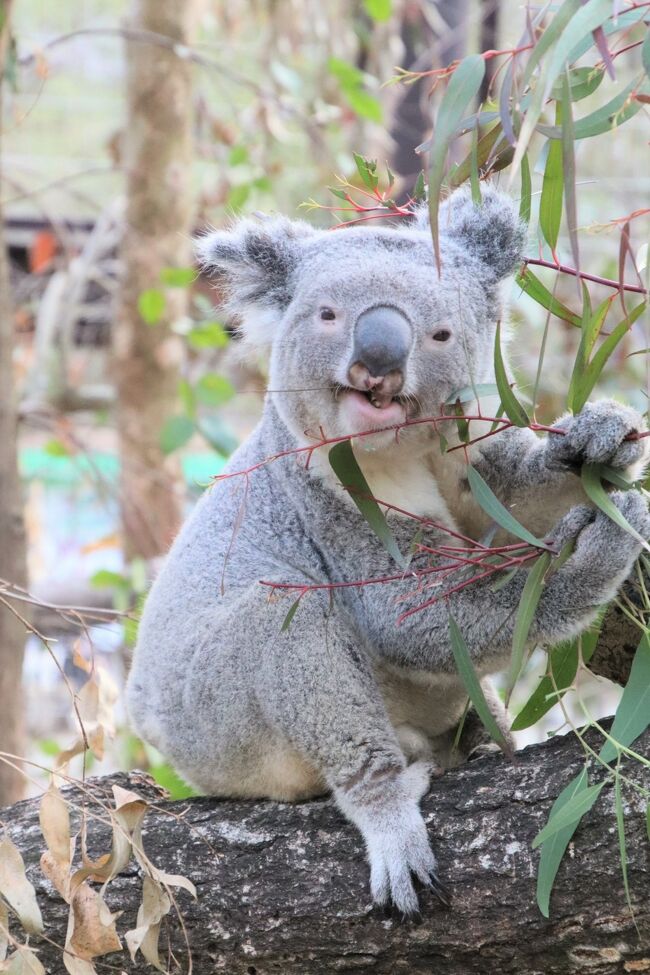 ３月に入ってから暖かい日が続いたため、埼玉こども動物自然公園（略して「埼玉ズー」）の男子コアラの部屋の窓が開けられ、屋外展示も開始されるようになりました。<br />インスタグラムなどでそのことを知って、私も早く、屋外で過ごす埼玉ズーのコアラが見たくてたまりませんでした。<br />残念ながらビーくんが今年2021年２月にたった１才９ヶ月で亡くなってしまったため、埼玉ズーの屋外コアラといえばピリーくんだけになりましたが、私自身はピリーくんが外で過ごす姿はほとんど見たことがなかったのです。<br />できれば、飼育員さんに抱っこされて屋外に出る出勤の様子や閉園間際にお部屋に戻る退勤の姿、そして叶うなら、ビリーくんの亡きパパのように、ユーカリの木から降りて冒険する姿、カメさんと過ごす姿が見たいと思いました。<br />実は、私の前回の３月20日の埼玉ズー再訪時、ピリーくんの屋外出勤があったのですが、それが珍しく遅い14時30分頃でした。<br />なので、まさかそんな遅い時間にピリーくんの屋外出勤があるとは思わず、私はそのとき、コアラ舎の外に居合わせていたのに、知らなかったとはいえ、そのまま去ってしまいました。ああ、なんというニアミス！<br />そのことに後で気付いてとても惜しくなり、ぜひ次回はリベンジしたいと思っていました。<br /><br />というわけで、実はこの週末は骨休みの週末にすることも考えていたのですが───というのも、先週３月第４週末には伊豆に２泊２日のレッサーパンダ遠征に出かけ、翌週４月第１週末には３泊３日の名古屋・福知山・鯖江のレッサーパンダ遠征を予定していたので───やはり埼玉ズーを再訪することにしました。<br /><br />とはいえ、今回の再訪は、はじめはむしろ、前回東園のコアラやクオッカやカピバラに時間をかけたので、北園をゆっくり回りたかったのが一番の理由でした。<br />子牛とか子ヤギとかマヌルロックのロータスくんとか、解禁されたエコハウチューのグンディの赤ちゃんとか。<br />でも再訪を決めたこの土曜日の天気が好転してきて、ピリーくんの屋外展示の可能性が高まってきたので、期待してしまいました。<br /><br />結果的には、ピリーくんの屋外展示はあったのですが、出勤シーンは５分の差で見損ねました！<br />ああ、またしてもなんというニアミス！<br />ピリーくんが何時に屋外に出勤するかわからなかったので、一息つきたくて、ランチ休憩を取るためにコアラ舎の外に出てしまった５分後に、ピリーくんは出勤したのです！<br />なら、外で活動するピリーくんが見たい！<br />と思いましたが、どうやらお部屋でも朝からずっと目覚めていたピリーくんは、外に出てすぐにお昼寝に入ってしまって目覚める様子はありませんでした。<br />なので、いったんはあきらめて、シカとカモシカの谷をまわってから、当初の第１目的の子たちに再び会いに行くため、北園に戻りました。<br /><br />だけど、前回に続いてまたしてもニアミスだったのが残念でしかたがありませんでした。<br />なので、16時近くになった段階で、レッサーパンダのリュウくん・セイくんの夕食を見るよりも、夕方、ピリーくんが目覚めて活動している姿、そして飼育員さんに抱っこされて退勤する姿が見たくて、３度目の正直と思って、東園に戻りました。<br />でも、ピリーくんは、なかなか目覚めませんでした。<br />このまま閉園時間になってしまうのかなとあきらめかけた時、ぎりぎりになって目覚めて、ユーカリを食べ始めました！<br />ただ、閉園時間近くになってもピリーくんが夢中になってユーカリを食べていたため、飼育員さんはいったん迎えに来たのですが、このまま食べ続けさせてあげたいとのことで、退勤シーンは見られませんでした。<br />たしかにあんなにおいしそうにユーカリを食べているのに、部屋にもユーカリがあるとはいっても、無理やり引きはがして部屋に連れていくのはかわいそうなので、納得できました。<br />実は、コアラはガラス越しで会うことが多かったので、ピリーくんがユーカリを食べる咀嚼音と、かみ砕いたことで漂うユーカリの香りを嗅げたなんて、初めての経験でした！<br />それだけでも十分な収穫といえます。<br />それに、おいしそうにユーカリを食べるピリーくんを、まるでアナログの映画のフィルムのように連写しまくれたのも、けっこう楽しかったです（笑）。<br /><br />というわけで、後編の旅行記は東園とシカとカモシカの谷の写真でまとめました。<br />今回の再訪では、遠征と遠征の合間の週末なので、軽く回るつもりだったのに、結果としては、北園と東園を２往復するという、がっっりコースになってしまいました@<br /><br />＜桜の満開は過ぎたけど、天気の良い土曜を狙った埼玉こども動物自然公園再訪の旅行記のシリーズ構成＞<br />□（前編）エコハウチュー解禁！～グンディの赤ちゃんやビスカチャカップルやお部屋レッサーパンダのみやびちゃん<br />■（東園）お外のコアラのピリーくんに会いたい！～出勤は５分の差で逃す＆クオッカ４頭や谷のカモシカ親子<br /><br />埼玉こども動物自然公園の公式サイト<br />http://www.parks.or.jp/sczoo/<br /><br />＜タイムメモ＞<br />09:15　車で家を出る<br />09:50過ぎ　第２駐車場に到着<br />10:00過ぎ　年パスで埼玉こども動物自然公園に入園<br />（開園09:30）<br />10:10　コツメカワウソ（オス・チーム３頭）<br />10:10-10:15　ぴょんぴょん村<br />10:15-10:25　なかよしコーナー<br />10:30-10:35　子牛・カナダヤマアラシ<br />10:35-10:45　レッサーパンダ<br />（屋外リュウ・セイ／室内みやび）<br />10:45-10:50　マヌルネコとマヌルロック・子牛<br />10:55　フラミンゴコーナー（外から）<br />11:05-11:25　コアラ舎★<br />（ちょうどユーカリ交換時）<br />11:30-11:40　クオッカ★<br />（ダイ／リコ・ビビ・ピオニ）<br />11:40-11:45　ガマグチヨタカ・ワライカワセミ★<br />11:50-12:25　コアラ舎★<br />12:25-12:40　ランチ休憩★<br />（ピリーの屋外出勤は13時過ぎだろうと思って）<br />（ピリーは12:30頃に屋外出勤！）<br />12:40-12:50　コアラ舎★<br />（屋外ピリーはすでにお休み）<br />12:55-13:00　カピバラ・ワラビー広場★<br />13:05-13:15　コアラ舎★<br />（屋外ピリー目覚めず）<br />13:20-13:35　コバトンロードからシカとカモシカの谷★<br />13:45　動物慰霊碑を詣でる★<br />13:50　ポニー<br />13:50-13:55　キリン<br />（ルンも大放飼場に合流して４頭同居）<br />14:05　コツメカワウソ（メス・チーム４頭／昼寝中）<br />14:05-14:10　ぴょんぴょん村<br />14:10-14:25　なかよしコーナー<br />14:25-14:30　子牛<br />14:30-14:35　カナダヤマアラシのとうこ<br />14:35-14:40　マヌルネコとマヌルロック<br />14:40-15:10　レッサーパンダ<br />15:10　シロフクロウ<br />15:10-15:25　エコハウチュー（昼の部のみ解禁）<br />15:25-15:40　レッサーパンダ<br />15:40　マヌルネコとマヌルロック<br />15:55-17:00　コアラ舎★<br />（ピリーが目覚めるのを待つ）<br />（ピリー目覚めた後は冒険せず食事コース）<br />（食事中だったので飼育員さんによる抱っこ退勤なし）<br />17:00過ぎ　動物園を出る<br />（閉園17:00）<br />17:30　駐車場を出発する<br />18:15-19:10　鶴ヶ島のサイゼリアで夕食<br />19:30頃　帰宅<br /><br />※これまでの動物旅行記の目次を作成済。随時更新中。<br />「動物／動物園と水族館の旅行記～レッサーパンダ大好き～　目次」<br />http://4travel.jp/travelogue/10744070<br /><br />※そのうち、これまでの埼玉こども動物自然公園の旅行記のURL集は、前編の旅行記「余韻の桜と花の埼玉こども動物自然公園（前編）エコハウチュー解禁！～グンディの赤ちゃんやビスカチャカップルやお部屋レッサーパンダのみやびちゃん」の末尾にまとめました。<br />https://4travel.jp/travelogue/11687643