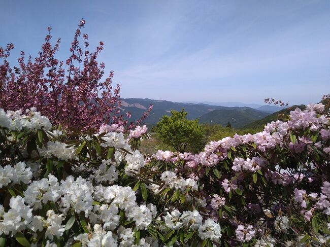 福岡県民なら知らぬ人はいない霊峰英彦山。その英彦山をご神体とする英彦山神宮へは、のべ10回は訪問したでしょうか。ただ、あのなが～い石段を上ると考えると、昔は気軽に訪問できる神社ではありませんでした。近年、訪問しやすいように神宮前までスロープカーが開通しました。スロープカーと同時に整備された英彦山花園のシャクナゲが満開というニュースをテレビで見て、30年ぶりぐらいに英彦山神宮を訪問することにしました。