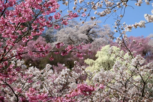 ◆百花繚乱～福島の桃源郷・花見山～花見山公園コース・その２ 