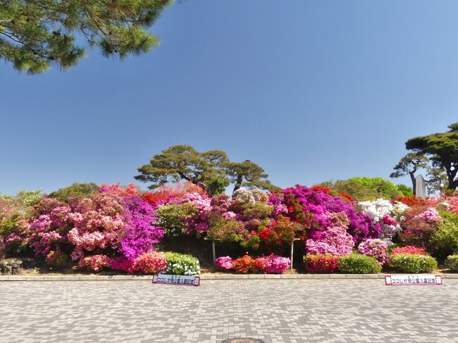 館林市の「つつじが岡公園」へ、今シーズン２度目の訪問です。前回（4月6日）は未だ咲き始めでしたが、９日後のこの日は、ほぼ満開で最盛期になっていました。開花が早かった木は散り始め、蕾が膨らんでこれから開花する木もあり、正に見頃でした。<br /><br />「つつじが岡公園」に関する記述は、館林市「日本遺産」推進虚偽会・歴史文化部会のホームページを参考にしました。