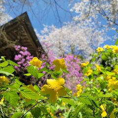 小川・嵐山の旅行記