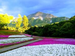 ２年ぶりの芝桜　羊山公園に行く