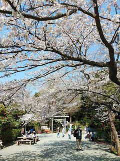 鎌倉２０２１桜　【２】源氏山公園＆葛原岡神社