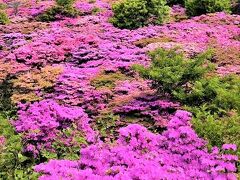 九州北部(1)天空の花園ミヤマキリシマ