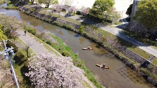 和船で東浦にある於大公園の八重桜を川から眺める
