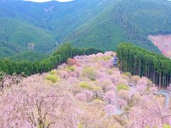 千本のしだれ桜が咲く桃源郷のような『高見の郷』