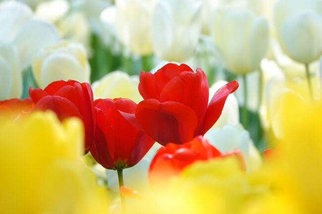 すでに桜の季節が終わりを迎えようとしている時に、京都府立植物園に入ってみた、10年ほど前に一回入ったような記憶があるが、まったくイメージがわかない、しかも出口を間違えるし初めてでいいかも知れません、では花撮りに。