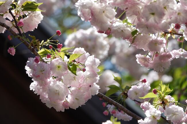 京都定期観光バスのツアーに参加してみた、朝一番にチケット売り場に行き当ツアーの参加を伝えたところ、「桜まったく咲いていませんがいいですか」なぜか参加しますと言ってしまった、時間が来たのでバス乗り場に来たところ同じように聞かれたがそのまま乗って待っていたら、何とツアー客は自分一人のみ、まじ、仕方がないが出発、添乗員さん車内アナウンス及び現地での説明ご苦労様でした。　　※最初に、まだお客さんだけですよと言ってもらいたかったね。