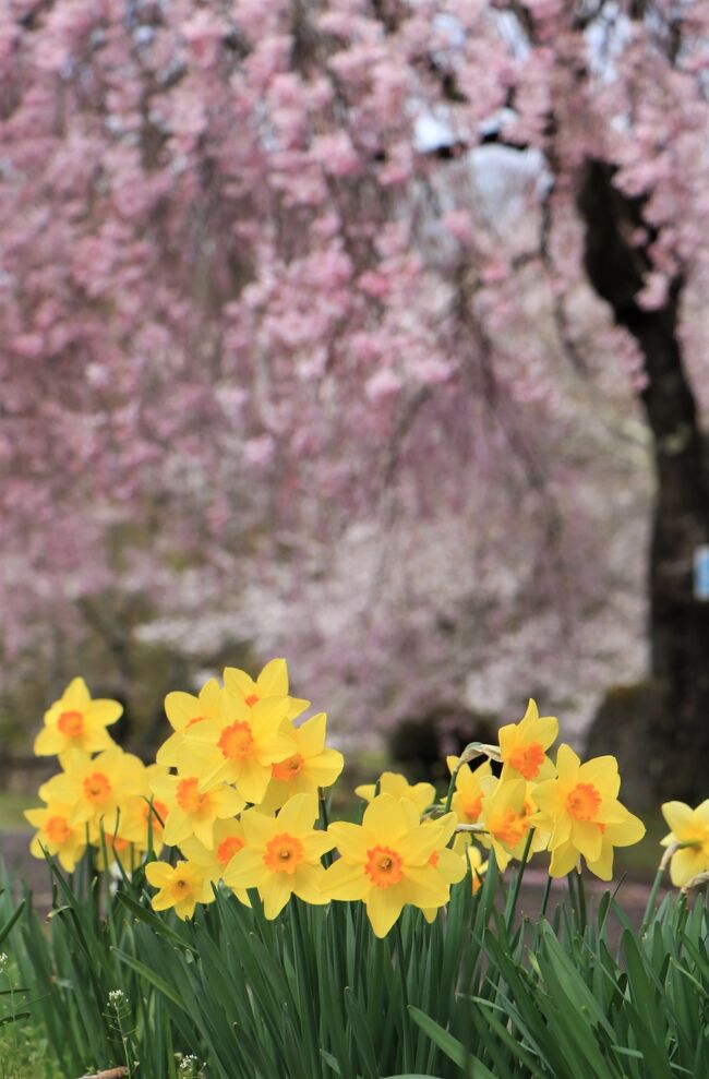 自分の居住地では、ソメイヨシノは、葉桜になりつつある頃、南信州では、美しい桜がまだ見られるとのことで、長野県駒ケ根にいつもの写真仲間と行ってきました。<br /><br />行程は、愛知県豊田市大野瀬の大安寺枝垂桜、長野県に入り、旧杵原学校の枝垂桜、望岳荘で昼食に蕎麦を頂いて、大草城跡の桜、枝垂桜、馬見塚公園の桜とツツジで、盛りだくさんの内容で、とても良かったです。<br />旧杵原学校と大草城跡は、２回目となりました。<br /><br />今回で2021年桜シリーズ最後の写真となりました。<br /><br /><br /><br />表紙の写真は、大草城跡で撮ったものです。