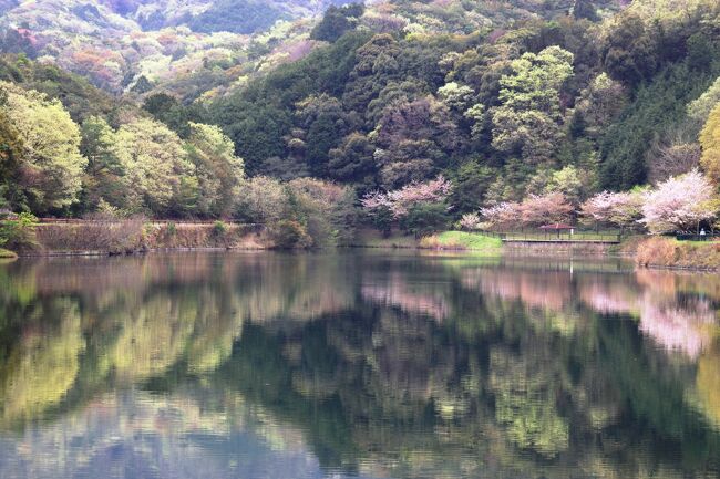 　2年連続コロナのため遠出ができないため近場の桜で桜めぐりです。