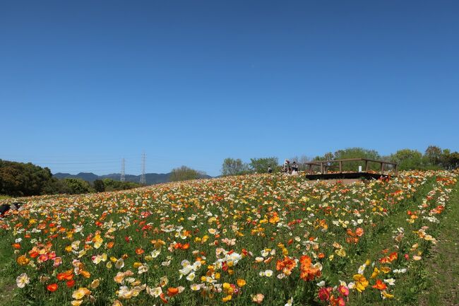 万博記念公園　ポピー　2021