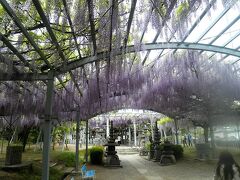 山田の藤と天水・花の館　～花と温泉の旅～