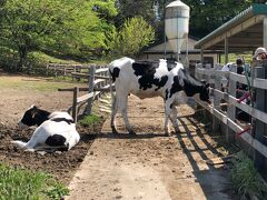 インコにも触れあえる！貴重な特別牛乳も～雪印こどもの国牧場