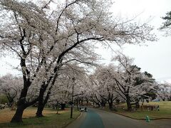 稲荷山公園２０２１桜