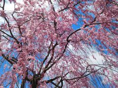 花ざかり彩ざかり日中線のしだれ桜、青空に映える宮川千本桜（花めぐりの旅'2021春④）