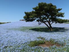 青い花を見にひたち海浜公園と、ついでに水戸と大洗