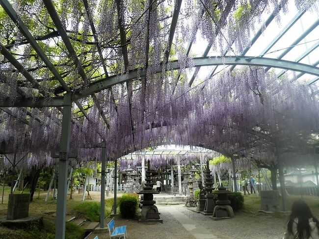 草枕温泉てんすいに行った帰り、「山田の藤(山田日吉神社)」を見てきました。<br />私の旅行記の中で既出の温泉であり、新たに作成することはは考えていませんでしたが、山田の藤が予想以上に楽しめたことと、てんすい町の「花の館」を紹介したかったことから、旅行記にまとめました。