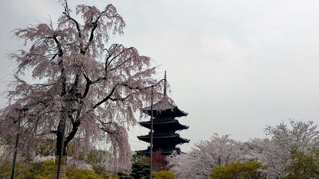 桜も見頃を迎えた3月30日。<br />JR京都駅周辺の東本願寺・西本願寺・東寺を徒歩で巡りました。<br /><br />花見が目的ではなかったので人混みには行かずに密を回避して観光できました。