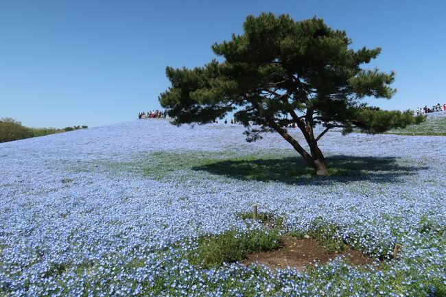 青い花、ネモフィラを見に行こうと思い立ち、飛行機を予約。<br />時期的に青い花は5分咲きかなーと思っていたら、ドンピシャ見頃になって、早朝から花を見に行く予定に切り替えて、1日目は水戸と大洗磯神社を観光。<br />2日目に、海浜公園を堪能するプランに。<br /><br />荒ぶる海と強風の海浜公園を堪能してきました。<br />ネモフィラも良かったけど、チューリップも満開ですごく感動した。<br />花の時期に行くのは良いものですね。