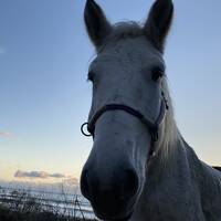 道南を巡る　馬と温泉の旅1日目