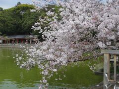 2021年4月　京都と奈良でお花見（３）橿原神宮の桜