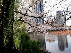 今年の上野公園の桜はきれいでした。