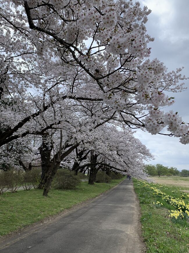 鉛温泉藤三旅館 駒ヶ岳温泉 松川温泉峡雲荘 秘湯 アスピーテ開通 展勝地桜満開 花巻 岩手県 の旅行記 ブログ By Keiponnさん フォートラベル