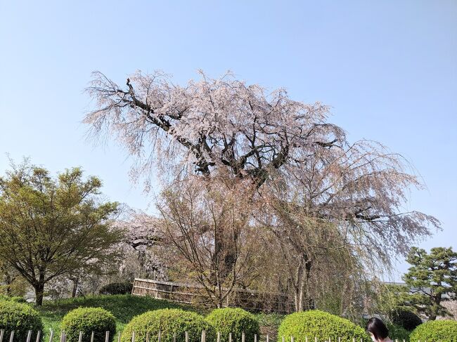 円山公園の桜も観たくなった…<br />きっとこのご時世、感染症の為、桜の下での宴会はしていないだろうから!!<br />円山公園の桜が綺麗でした、初めて見たときは感動して、京都への憧れは大いに爆発したものです。それから子育てをしてて、十年?ぶりにそっと桜を見に来てみたらーーーなんと、公園中の桜の下は、宴会とゴミの山!、<br />興醒めもいいとこ!!ショックでショックで!!こんなんもうこんとこ!っと思ってしまいました。涙!<br />丁度その頃、あの感動した枝垂れ桜も、枯れ果てて涙涙でした!!<br />テレビでも偶然見たのです。円山公園の桜守りの話!!<br />でもでも、今日来てみて良かった^_^<br />枝垂れ桜がこんなにも、綺麗に咲いてました。少しづつでしょうか、蘇るかも\(^o^)/元気になってる\(^o^)/<br />知恩院三門などを見て回って最後に、枝垂れ桜に辿り着く!桜の時期は、何十年ぶり!!来てみて良かったです!?<br />