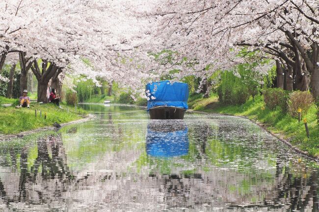 醍醐の桜を見に日帰りした京都。やっぱりもっとゆっくり京都の桜を楽しみたくて、3月末に2泊3日で再訪してきました。今回の主な目的は伏見十石舟、背割堤、滋賀の三井寺と琵琶湖疎水の桜。これまでの京都とはまた違った風景を堪能しました。<br /><br />1日目（3/30)<br />  伏見十石舟、石山寺、琵琶湖疎水、三井寺<br /><br />2日目（3/31)<br />  背割り堤、石清水八幡宮、伏見十石舟、平安神宮、南禅寺、東寺<br /><br />3日目（4/1)<br />  毘沙門堂、三井寺<br /><br />伏見十石舟と三井寺で撮りたい写真があったので2度通うという変則行程。しかも混雑を避けて京都の中心街はほとんど訪れていないので観光の参考にはならないルートですが、桜のキレイ所を集めてみました。<br /><br />まずは伏見の濠川の桜と十石舟<br />ちょうど桜が満開で予想以上の美しさ！　ただ初日は思うように写真が撮れなかったので、翌日も行きました。写真は2日間のミックスなので順不同です。