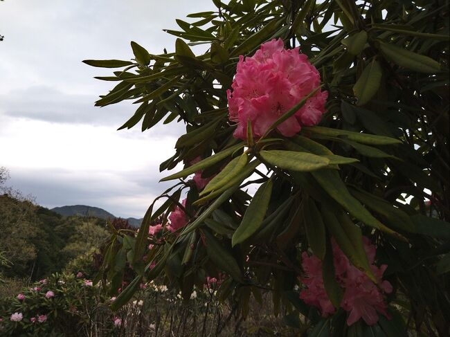 日本観光協会の主催する「花の観光地づくり大賞」で大賞を受賞した「俵山しゃくなげ園」　個人の方が、自宅の裏山や休耕田にしゃくなげの植栽を続けて作り上げたしゃくなげ園です。しゃくなげの数は３００００本以上。年々訪問客が増え、大賞受賞後はシャトルバスが運行する人気の観光地になりました。土日は渋滞しそうで訪問する機会がなかなかなかったのですが、この3月私が退職したことと、コロナのために主人の休みがとりやすくなったので、念願かなって金曜日に訪問することができました。