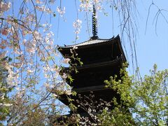 京都の桜、２週連続の遠足鑑賞　2021.04
