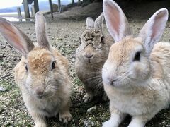 我が聖地、うさぎ島（大久野島）特集！　［６回分の一人旅での訪問記録です。周辺の観光情報もあります。］