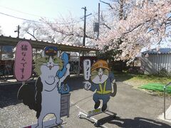 春彩の南東北7つの桜巡り 鶴ヶ城・三春滝桜・日光東照宮