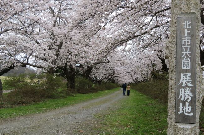 北東北の桜巡り　①　～北上展勝地と盛岡城址公園の桜