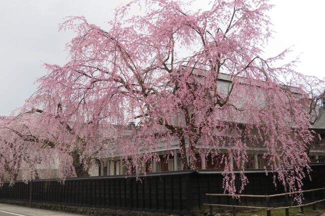 北東北の桜巡り　②　～角館武家屋敷街と久保田城址公園の桜